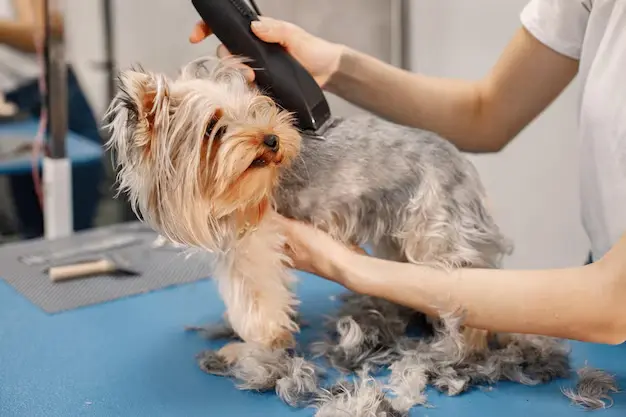 yorkshire terrier obteniendo procedimiento salon peluqueria mujer joven camiseta blanca recortando perrito cachorro yorkshire terrier cortandose pelo maquina afeitar 1157 51387