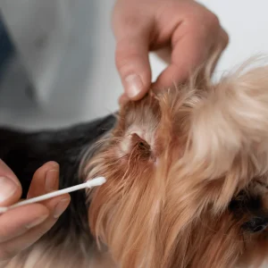 74c2721884c042bb18b6d5d453a035b6