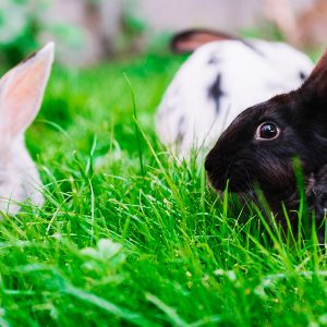 Heno y forraje con hierbas y flores