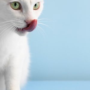 Para adultos esterilizados o cachorros