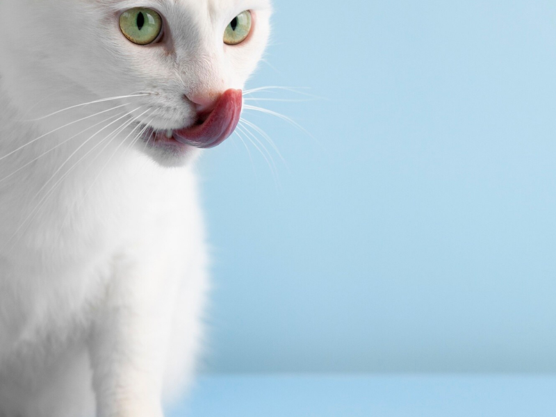 Para adultos esterilizados o cachorros