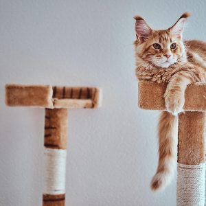 Rascadores