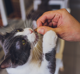 imagen 8