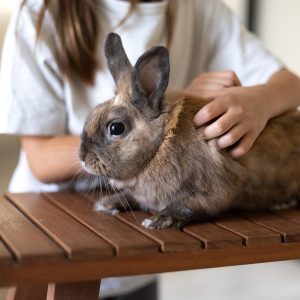 Peluqueria para roedores 